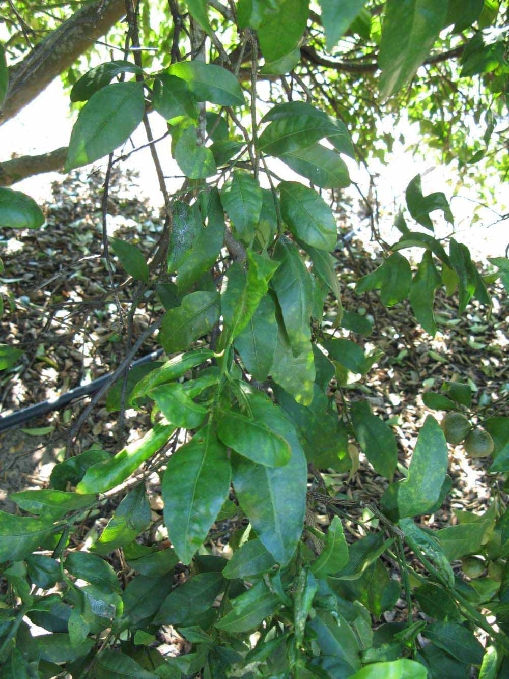              Shade leaves (Winter Haven, FL)       